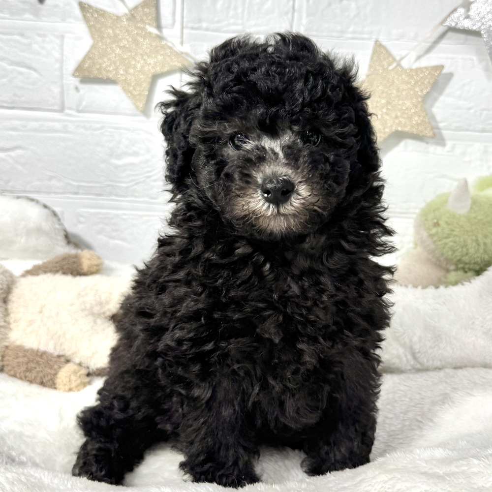 兵庫県のトイプードル(トイ) (犬の家＆猫の里ニッケパークタウン加古川店/2026年2月13日生まれ/男の子/グレー)の子犬の1枚目の画像