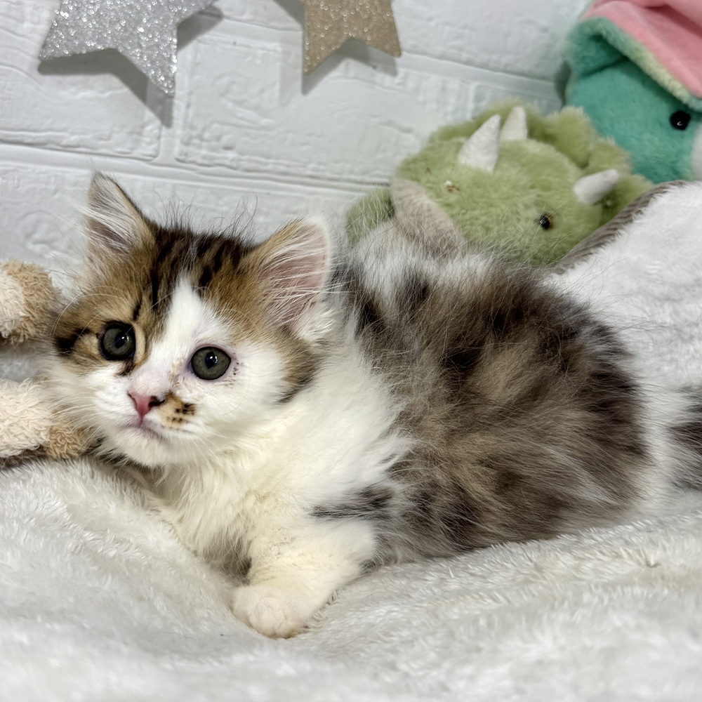 兵庫県のミヌエット (犬の家＆猫の里ニッケパークタウン加古川店/2026年2月6日生まれ/女の子/ブラウンパッチドタビーホワイト)の子猫の1枚目の画像