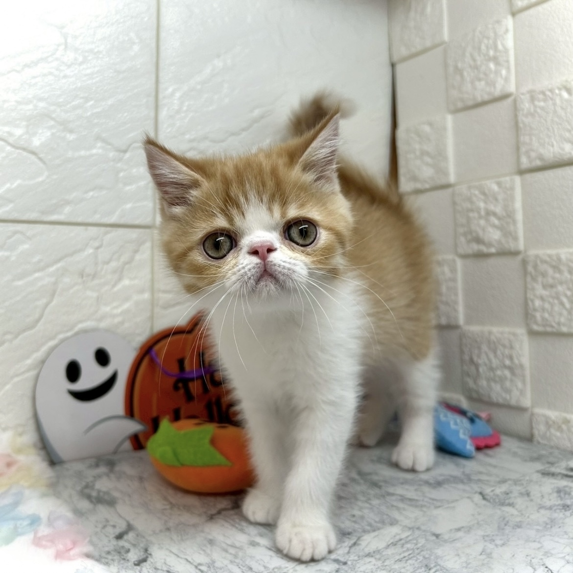兵庫県のエキゾチック (犬の家＆猫の里ゆめタウン姫路店/2025年8月14日生まれ/男の子/レッドタビーホワイト)の子猫の1枚目の画像