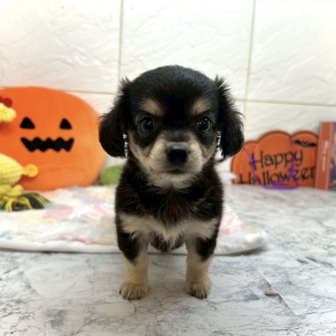 兵庫県のチワックス(チワワ×ダックス) (犬の家＆猫の里ゆめタウン姫路店/2025年8月17日生まれ/女の子/ブラッククリーム)の子犬の2枚目の画像