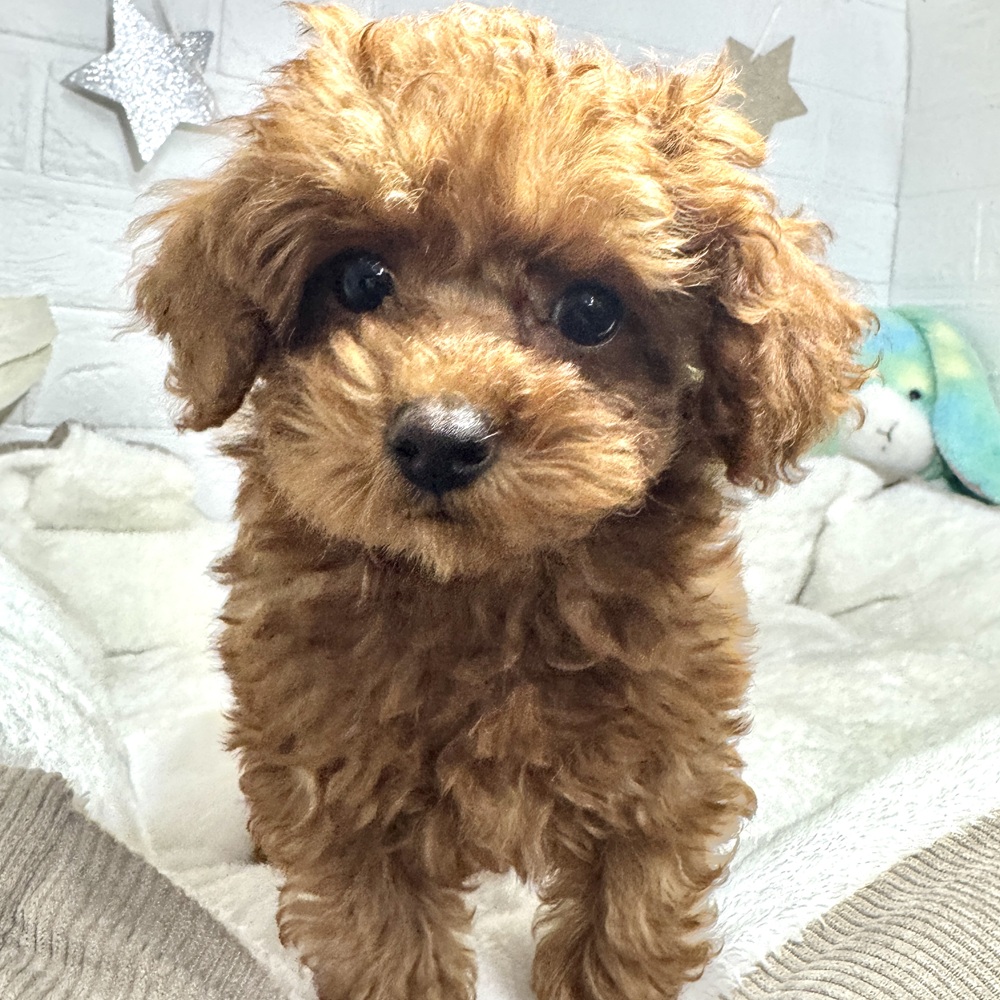 兵庫県のトイプードル(トイ) (犬の家＆猫の里ニッケパークタウン加古川店/2026年2月5日生まれ/女の子/レッドフォーン)の子犬の1枚目の画像