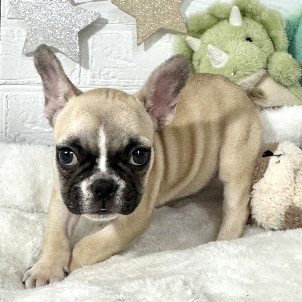 兵庫県のフレンチブルドッグ (犬の家＆猫の里ニッケパークタウン加古川店/2026年2月21日生まれ/女の子/フォーンホワイト)の子犬の2枚目の画像