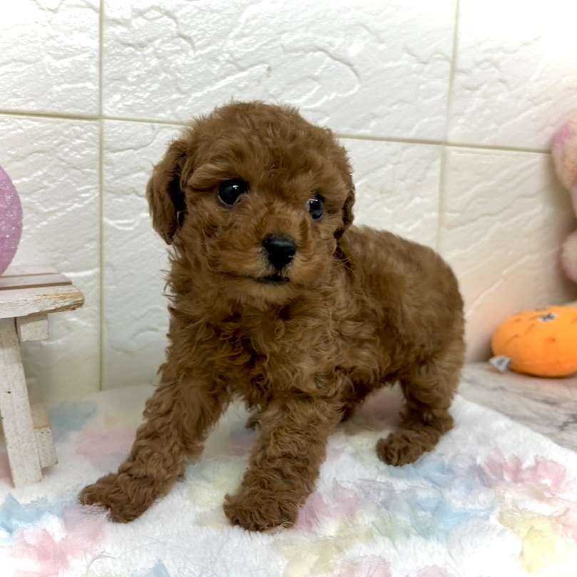 兵庫県のトイプードル(ティーカップ) (犬の家＆猫の里ゆめタウン姫路店/2025年10月8日生まれ/女の子/レッドフォーン)の子犬の2枚目の画像
