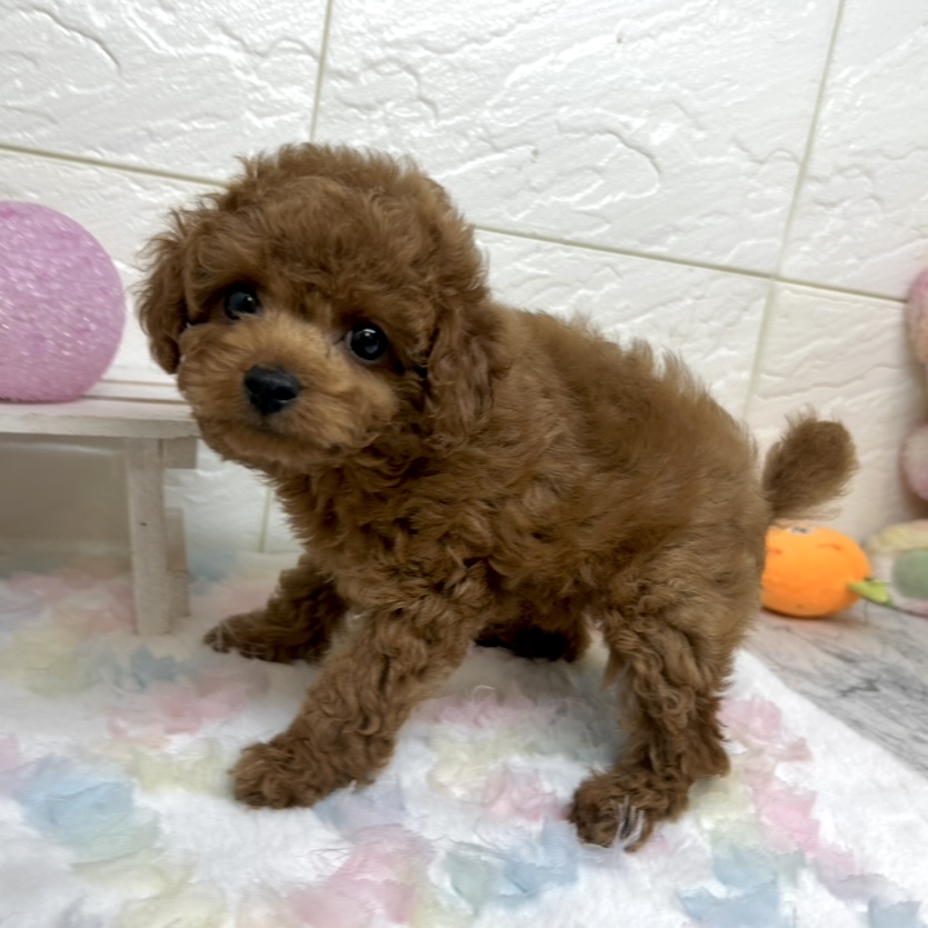 兵庫県のトイプードル(トイ) (犬の家＆猫の里ゆめタウン姫路店/2025年10月8日生まれ/男の子/レッドフォーン)の子犬の2枚目の画像