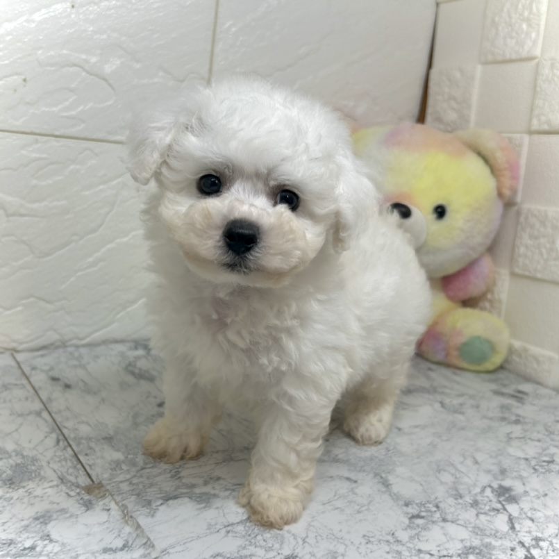 兵庫県のビションフリーゼ (犬の家＆猫の里ゆめタウン姫路店/2025年5月30日生まれ/男の子/ホワイト)の子犬の1枚目の画像