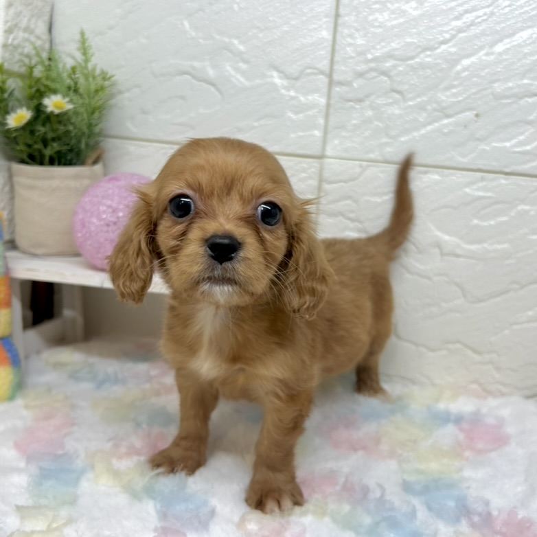 兵庫県のハーフ犬・ミックス犬 (犬の家＆猫の里ゆめタウン姫路店/2025年10月3日生まれ/女の子/レッド)の子犬の2枚目の画像