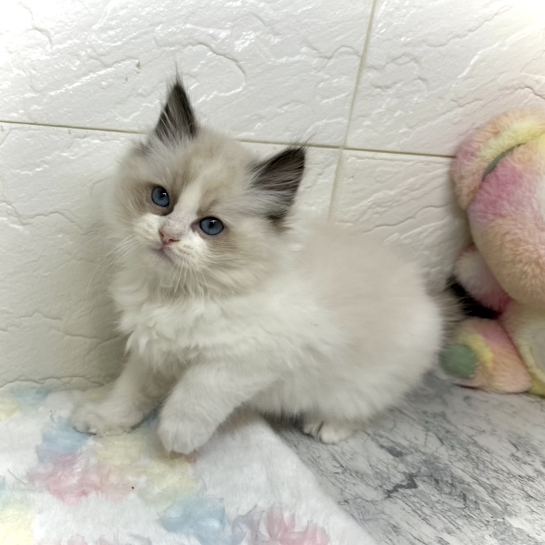 兵庫県のラグドール (犬の家＆猫の里ゆめタウン姫路店/2025年10月8日生まれ/男の子/シールポイントバイカラー)の子猫の2枚目の画像