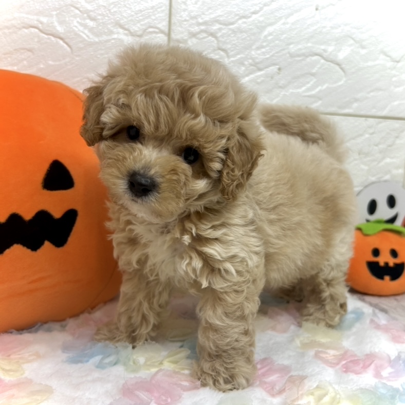 兵庫県のビションプー(ビションフリーゼ×プードル) (犬の家＆猫の里ゆめタウン姫路店/2025年8月16日生まれ/男の子/アプリコット)の子犬の2枚目の画像