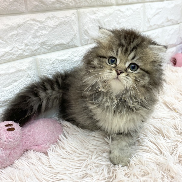 愛知県のスコティッシュフォールド (犬の家＆猫の里MEGAドン・キホーテ東海名和店/2025年6月17日生まれ/男の子/ブラウンタビー)の子猫の2枚目の画像