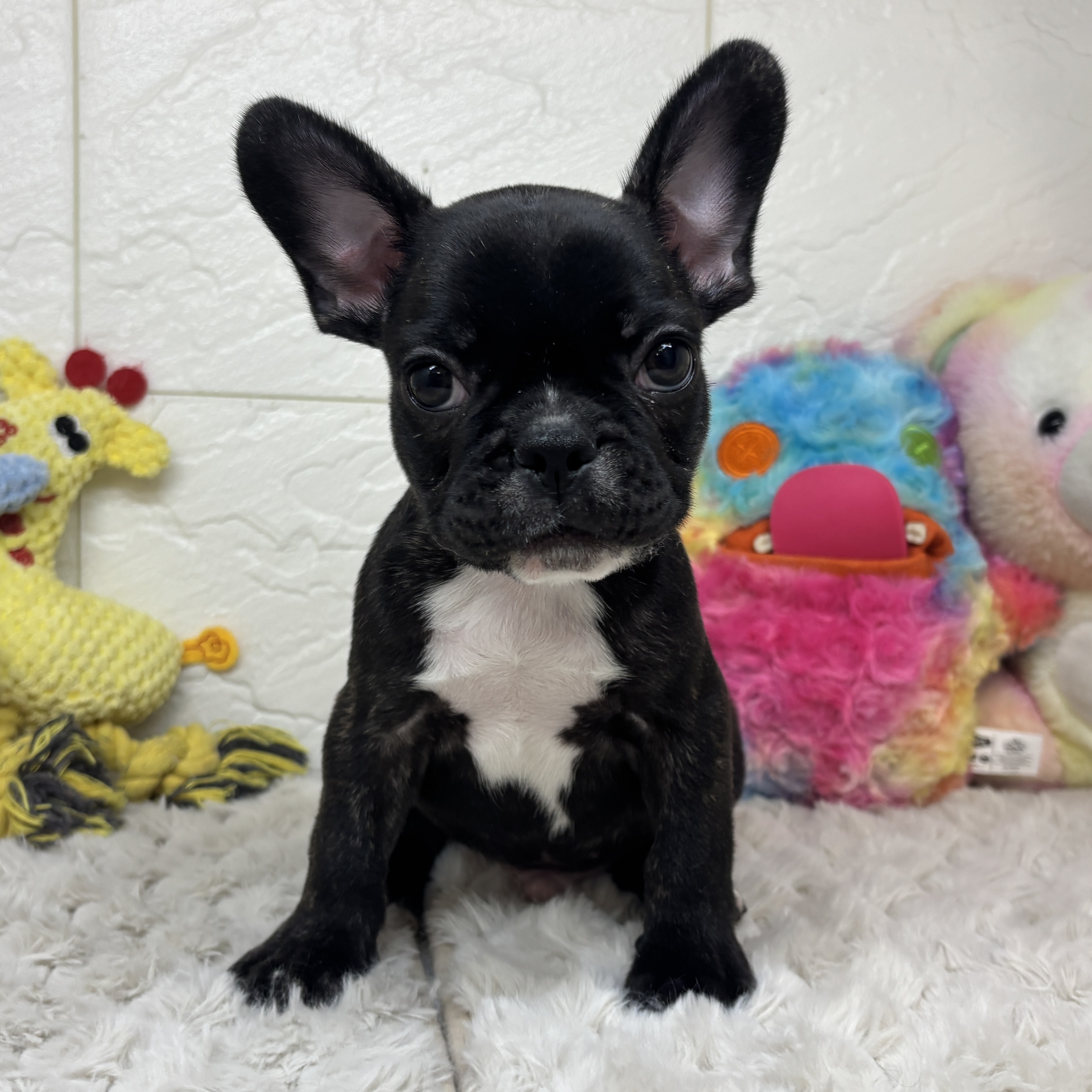 兵庫県のフレンチブルドッグ (犬の家＆猫の里ゆめタウン姫路店/2026年2月21日生まれ/男の子/ブリンドル)の子犬の2枚目の画像