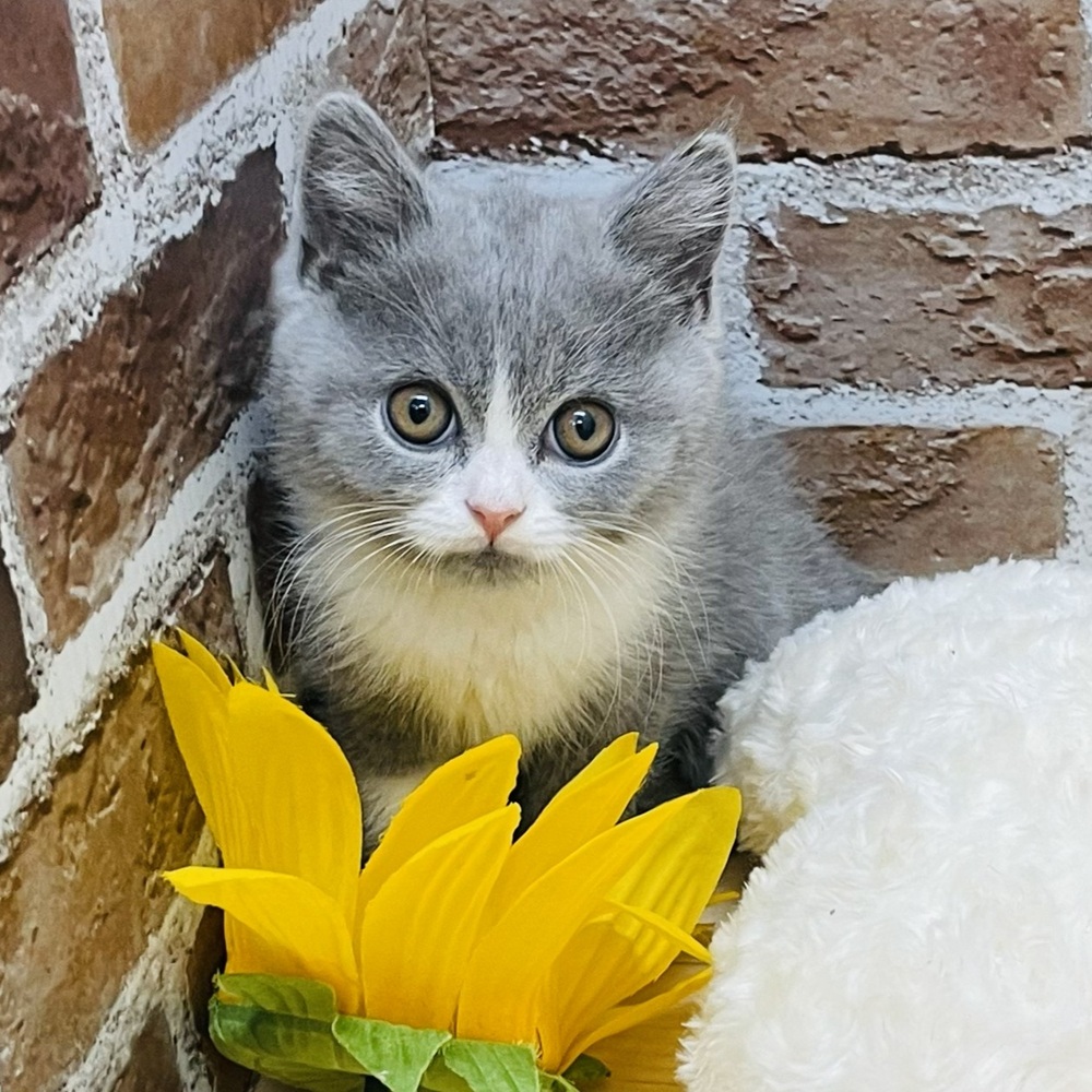愛知県のブリティッシュショートヘアー (犬の家＆猫の里七宝店/2025年10月29日生まれ/男の子/ブルーホワイト)の子猫