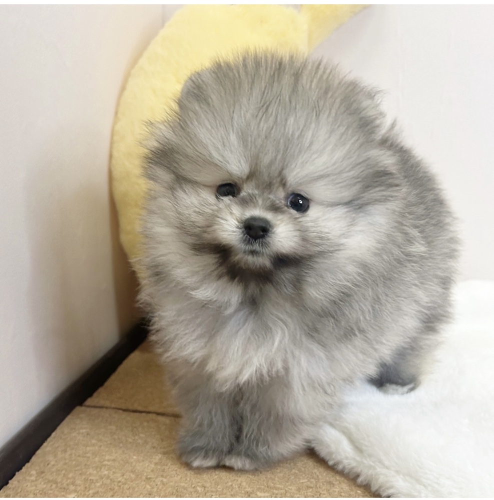 静岡県のポメラニアン (犬の家＆猫の里マークイズ静岡店/2026年2月1日生まれ/女の子/ウルフセーブル)の子犬の2枚目の画像