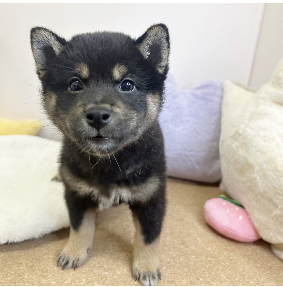 静岡県の柴犬(標準サイズ) (犬の家＆猫の里マークイズ静岡店/2026年1月26日生まれ/男の子/黒)の子犬の2枚目の画像