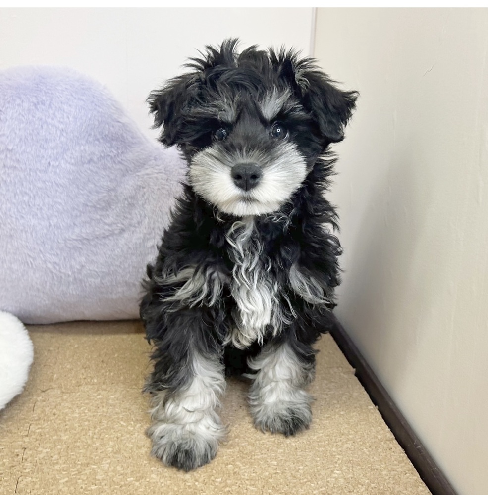 ミニチュアシュナウザー女の子の写真