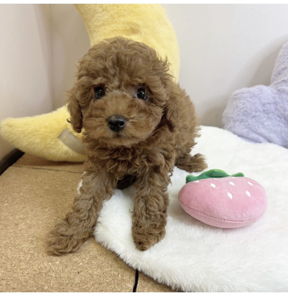 静岡県のトイプードル(トイ) (犬の家＆猫の里マークイズ静岡店/2026年2月9日生まれ/女の子/レッドフォーン)の子犬の2枚目の画像