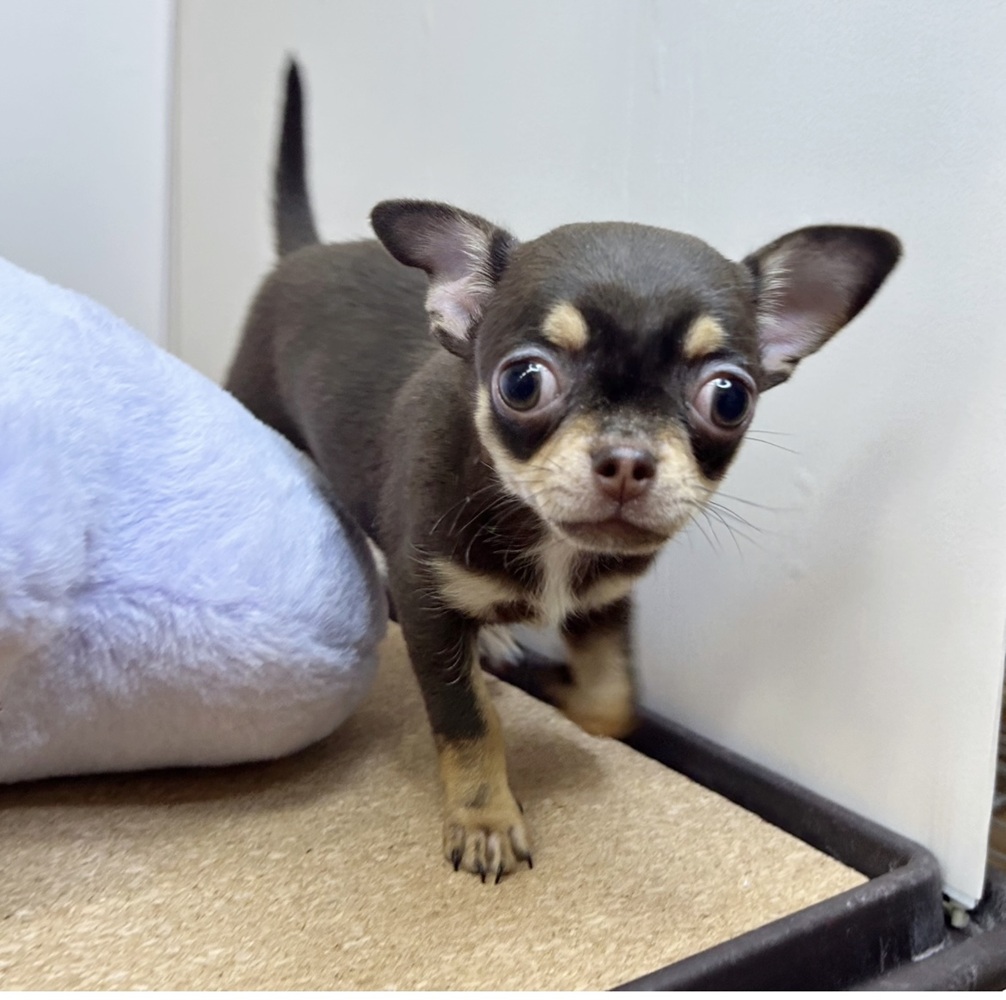 静岡県のチワワ(スムース) (犬の家＆猫の里マークイズ静岡店/2026年1月25日生まれ/女の子/チョコレートタンホワイト)の子犬の1枚目の画像