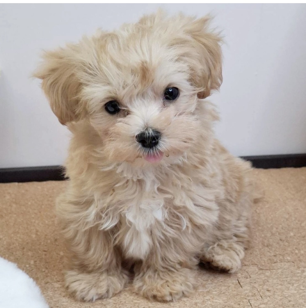 静岡県のマルプー(マルチーズ×プードル) (犬の家＆猫の里マークイズ静岡店/2026年2月8日生まれ/女の子/アプリコットホワイト)の子犬の2枚目の画像