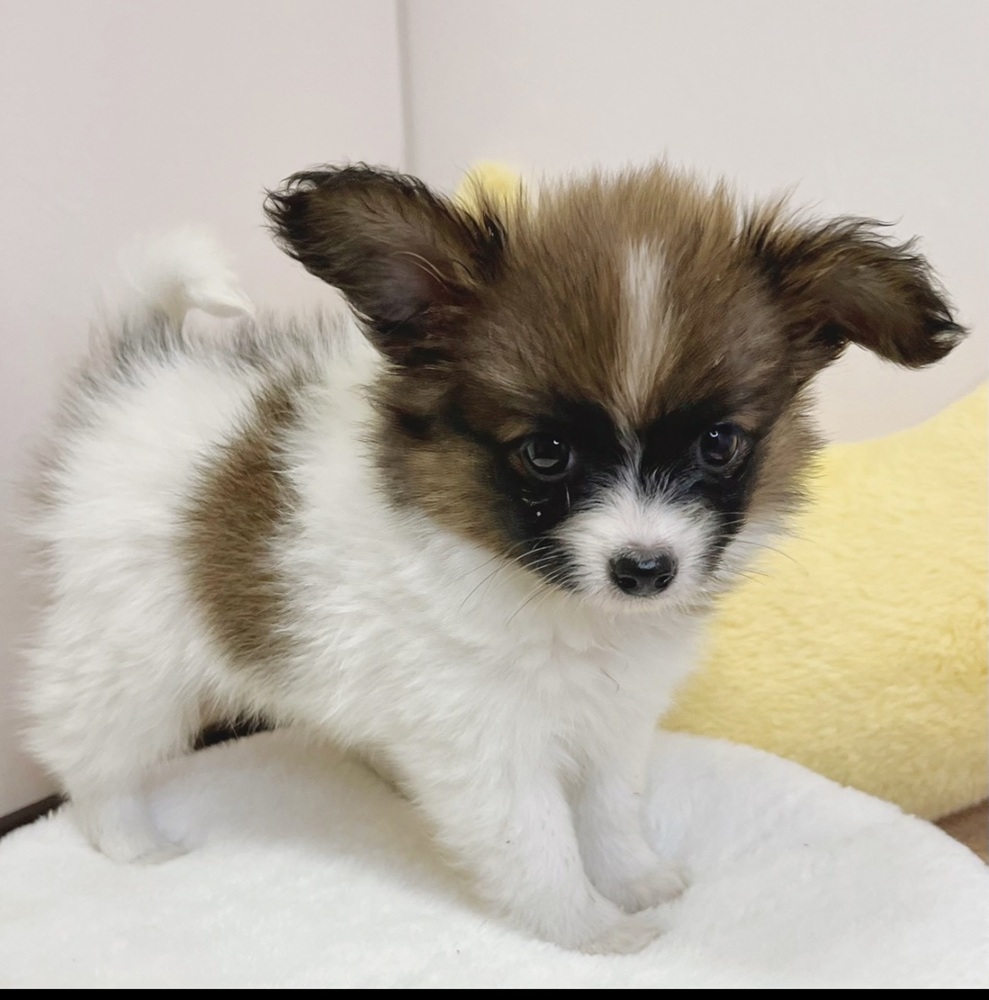 静岡県のパピヨン (犬の家＆猫の里マークイズ静岡店/2026年2月16日生まれ/女の子/ホワイトブラウン)の子犬の2枚目の画像
