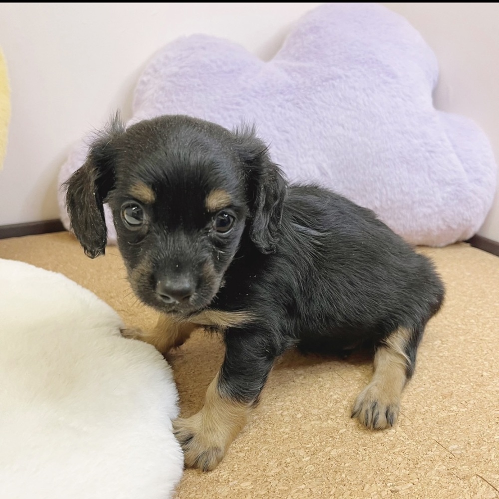 静岡県のチワックス(チワワ×ダックス) (犬の家＆猫の里マークイズ静岡店/2026年2月15日生まれ/男の子/ブラックタン)の子犬の2枚目の画像
