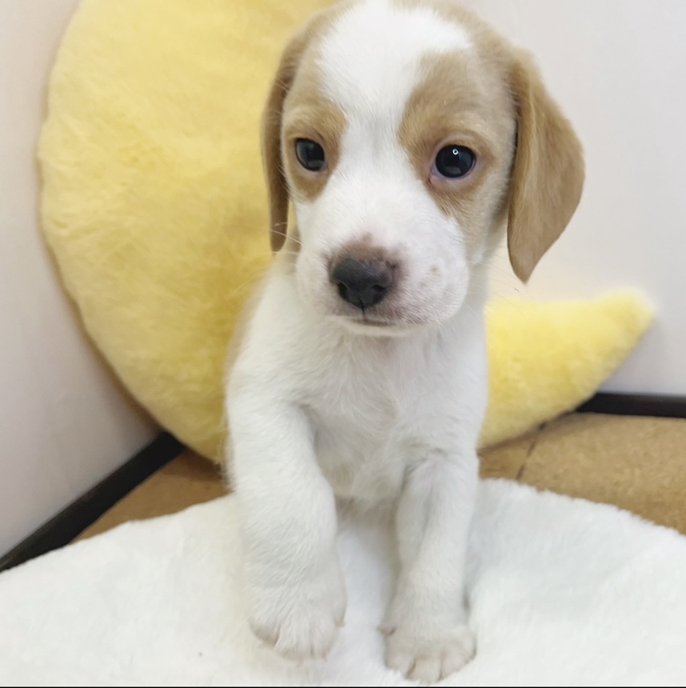 静岡県のビーグル (犬の家＆猫の里マークイズ静岡店/2026年2月16日生まれ/男の子/レモンホワイト)の子犬の2枚目の画像
