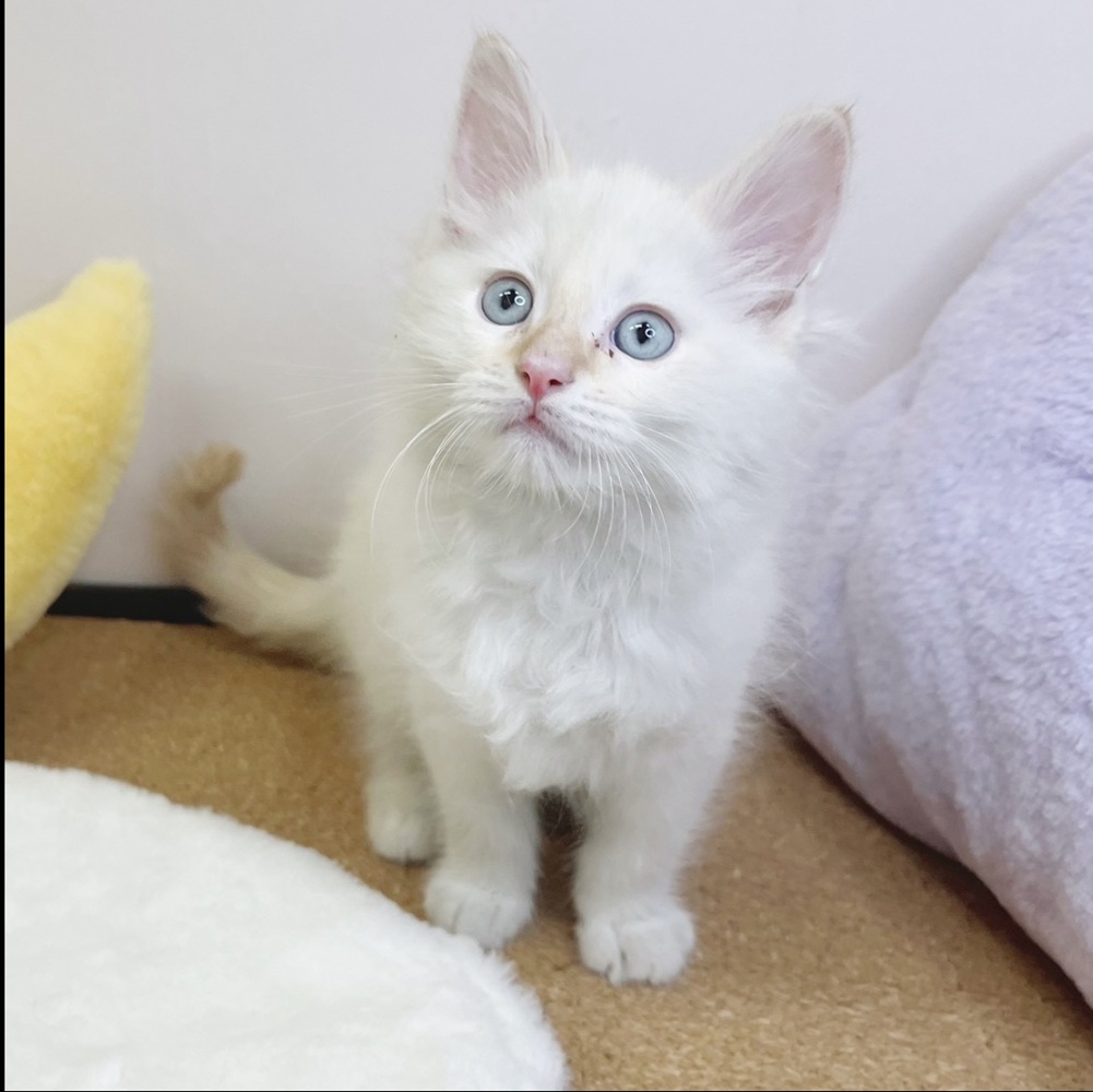 静岡県のメインクーン (犬の家＆猫の里マークイズ静岡店/2026年2月15日生まれ/男の子/クリームリンクスポイント&ホワイト)の子猫の2枚目の画像