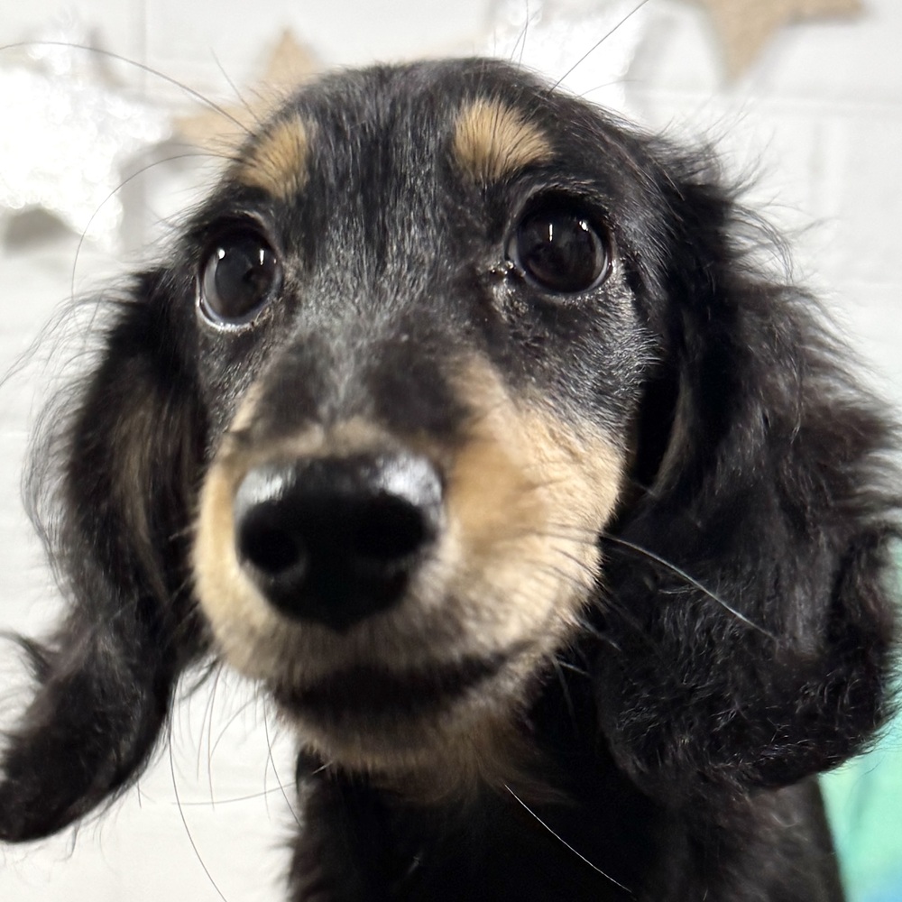 兵庫県のミニチュアダックスフンド(ロング) (犬の家＆猫の里ニッケパークタウン加古川店/2025年6月5日生まれ/男の子/ブラックタン)の子犬の1枚目の画像