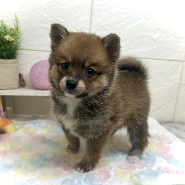 ハーフ犬男の子の写真