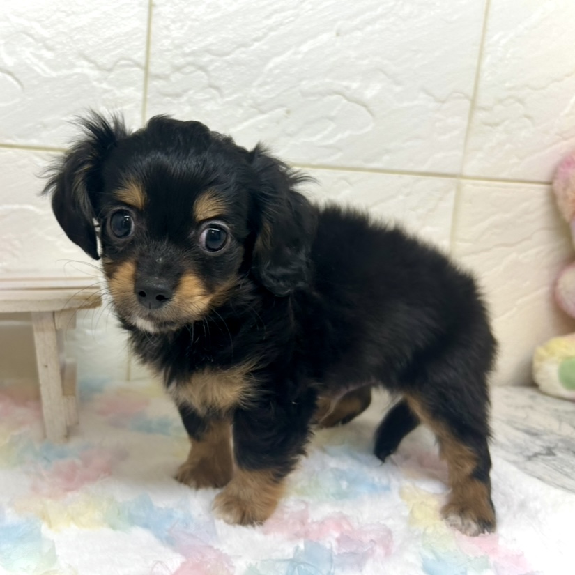 兵庫県のチワックス(チワワ×ダックス) (犬の家＆猫の里ゆめタウン姫路店/2025年10月10日生まれ/男の子/ブラックタン)の子犬の2枚目の画像