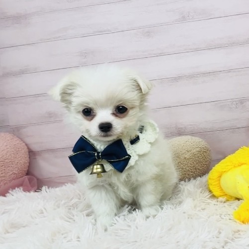 兵庫県のチワマル/マルチワ(チワワ×マルチーズ) (犬の家＆猫の里川西店/2025年10月9日生まれ/女の子/クリームホワイト)の子犬の2枚目の画像
