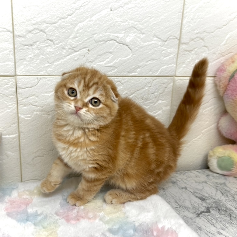 兵庫県のスコティッシュフォールド (犬の家＆猫の里ゆめタウン姫路店/2025年10月12日生まれ/女の子/レッドタビー)の子猫の2枚目の画像