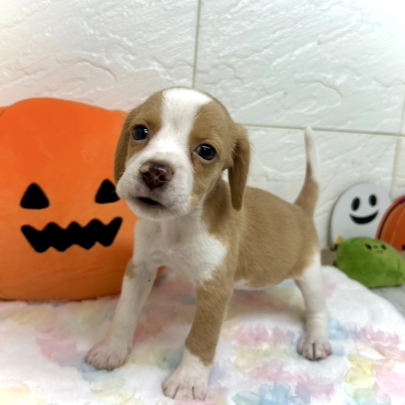 兵庫県のビーグル (犬の家＆猫の里ゆめタウン姫路店/2025年8月21日生まれ/女の子/レモンホワイト)の子犬の1枚目の画像