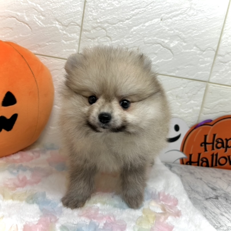 兵庫県のポメラニアン (犬の家＆猫の里ゆめタウン姫路店/2025年8月21日生まれ/女の子/ウルフセーブル)の子犬の2枚目の画像
