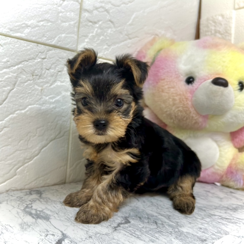 兵庫県のヨークシャーテリア (犬の家＆猫の里ゆめタウン姫路店/2025年6月5日生まれ/男の子/スチールブルータン)の子犬の2枚目の画像