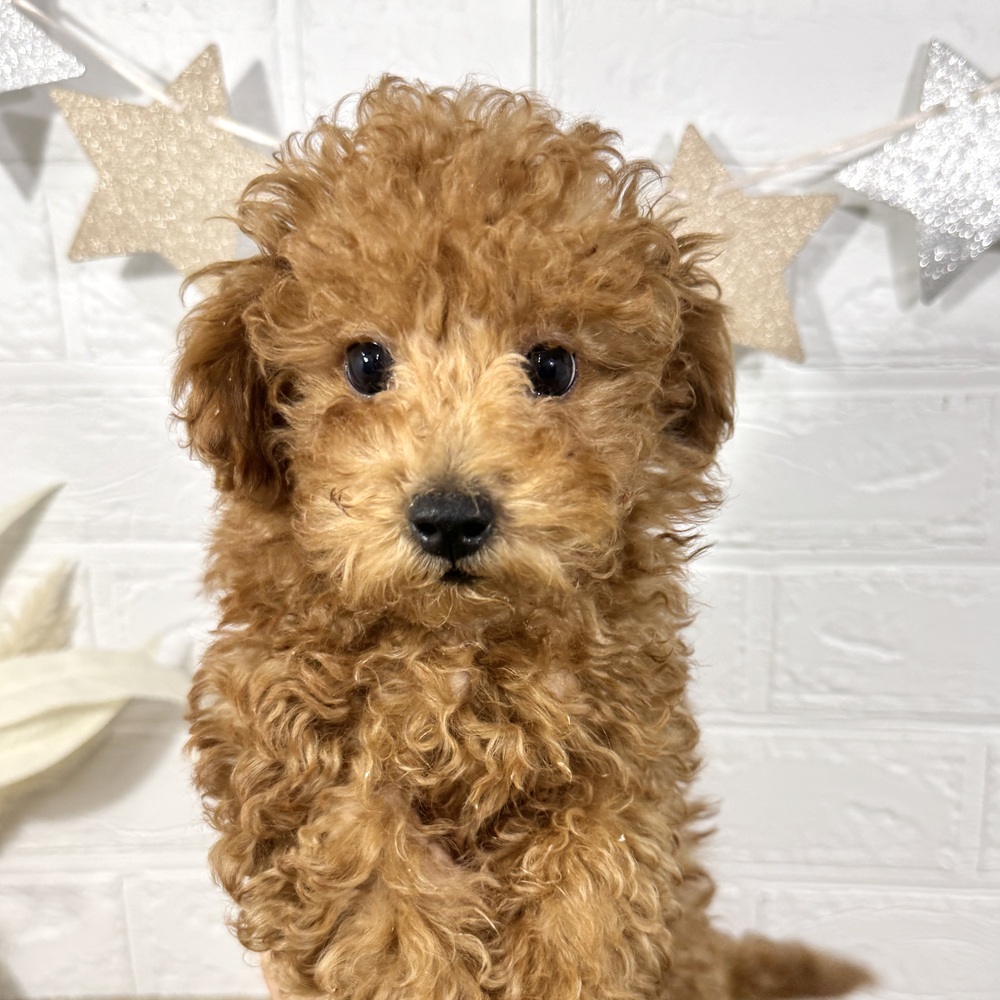 兵庫県のトイプードル(トイ) (犬の家＆猫の里ニッケパークタウン加古川店/2025年8月10日生まれ/男の子/レッドフォーン)の子犬の2枚目の画像