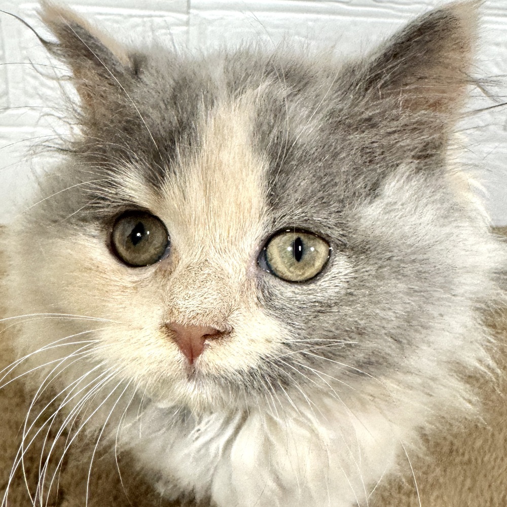 兵庫県のスコティッシュストレート (犬の家＆猫の里ニッケパークタウン加古川店/2025年8月22日生まれ/女の子/ダイリュートキャリコ)の子猫の1枚目の画像