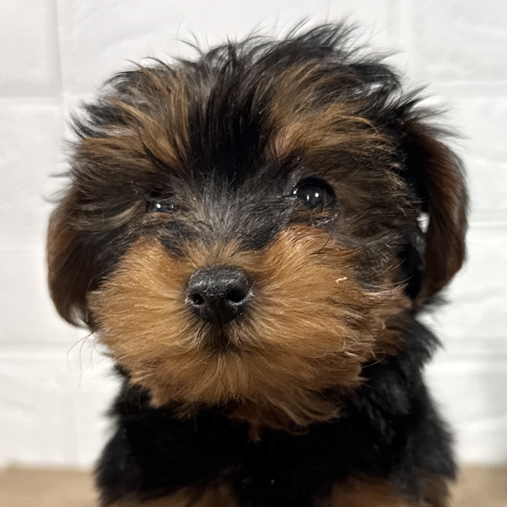 兵庫県のヨープー(ヨークシャーテリア×プードル) (犬の家＆猫の里ニッケパークタウン加古川店/2025年8月21日生まれ/女の子/ブラックタン)の子犬の1枚目の画像