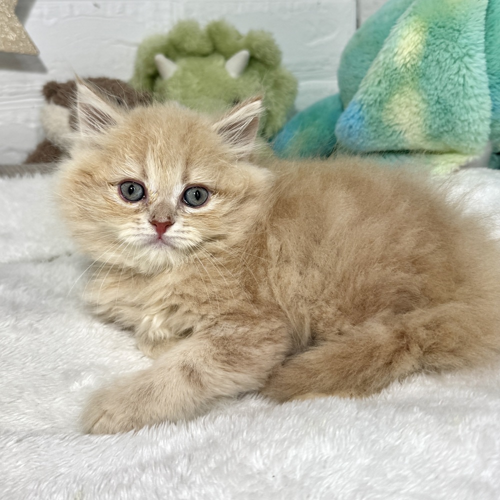 兵庫県のラガマフィン (犬の家＆猫の里ニッケパークタウン加古川店/2026年3月15日生まれ/男の子/クリームタビー)の子猫の2枚目の画像