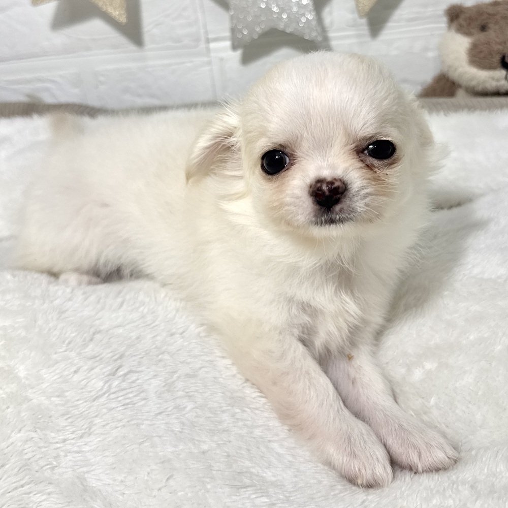 兵庫県のチワワ(ロング) (犬の家＆猫の里ニッケパークタウン加古川店/2026年3月14日生まれ/女の子/クリームホワイト)の子犬の1枚目の画像