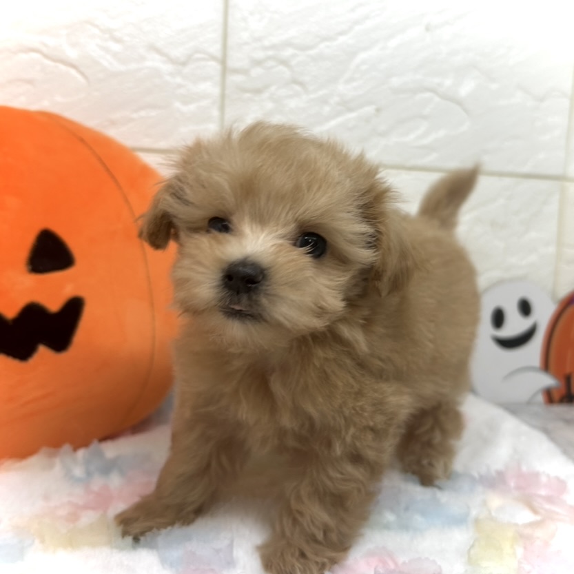 兵庫県のマルプー(マルチーズ×プードル) (犬の家＆猫の里ゆめタウン姫路店/2025年8月22日生まれ/女の子/アプリコット)の子犬の2枚目の画像