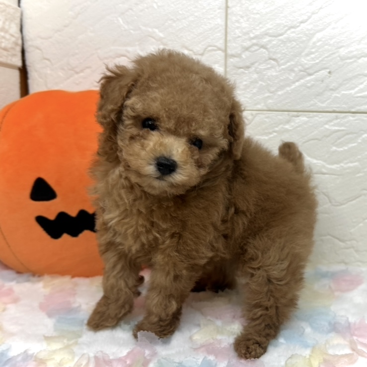 兵庫県のトイプードル(トイ) (犬の家＆猫の里ゆめタウン姫路店/2025年8月22日生まれ/女の子/レッド)の子犬の2枚目の画像