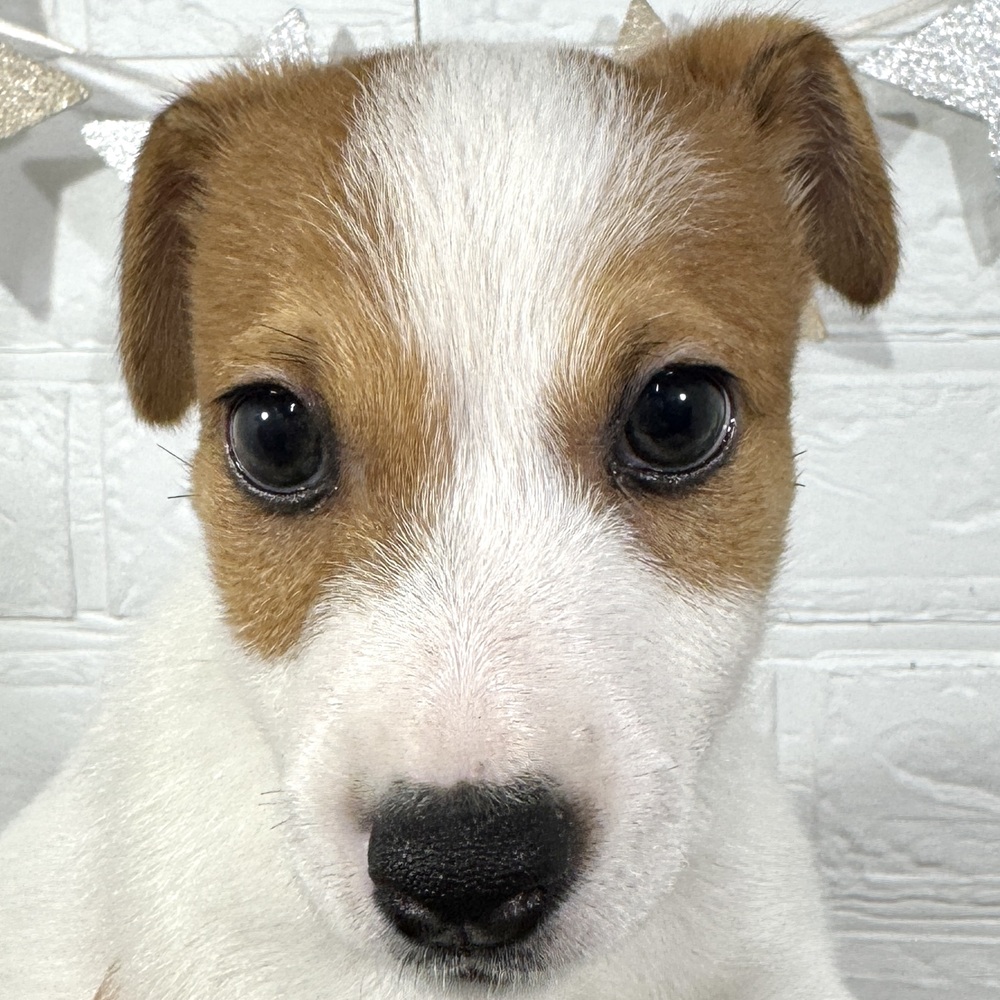 兵庫県のジャックラッセルテリア (犬の家＆猫の里ニッケパークタウン加古川店/2025年8月27日生まれ/男の子/タンホワイト)の子犬の1枚目の画像