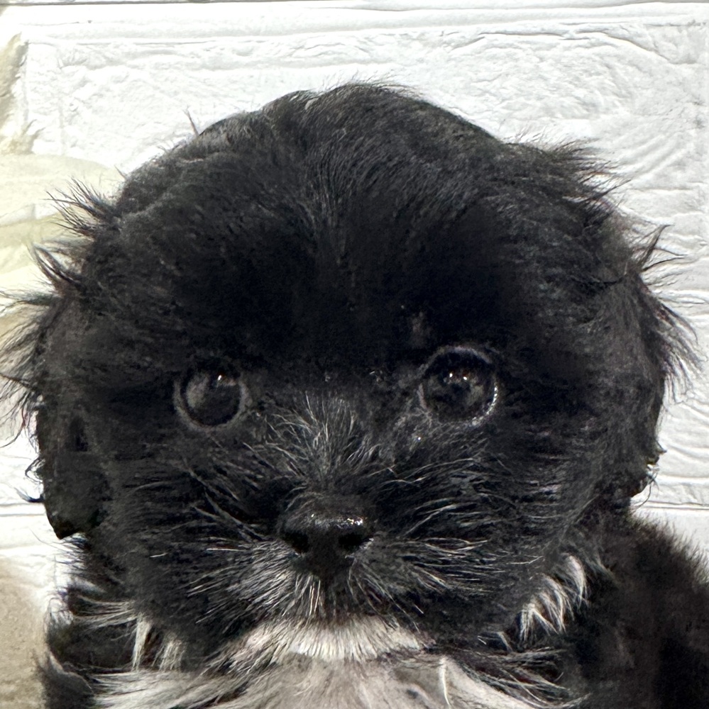 兵庫県のプーズー/プーシーズ(プードル×シーズー) (犬の家＆猫の里ニッケパークタウン加古川店/2025年8月27日生まれ/男の子/ブラック)の子犬の1枚目の画像