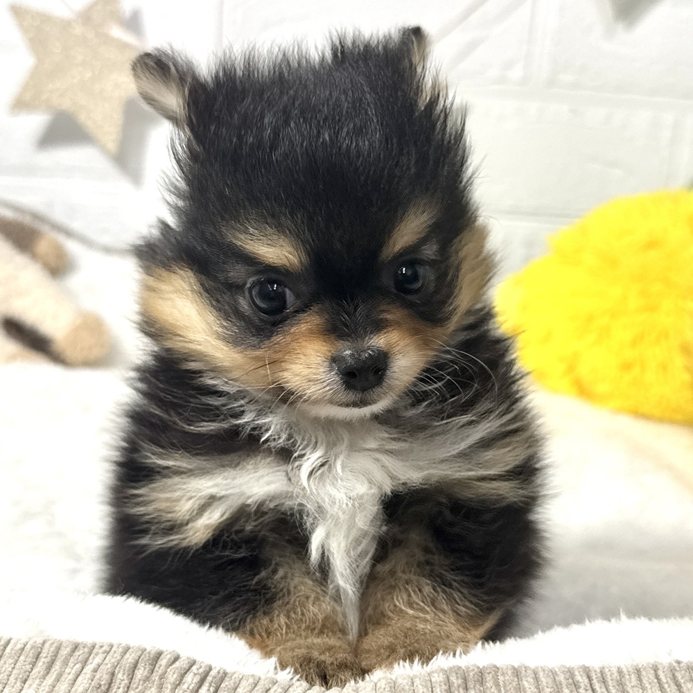 兵庫県のポメチワ/チワポメ/ポメチー(ポメラニアン×チワワ) (犬の家＆猫の里ニッケパークタウン加古川店/2026年3月17日生まれ/女の子/ブラックタンホワイト)の子犬