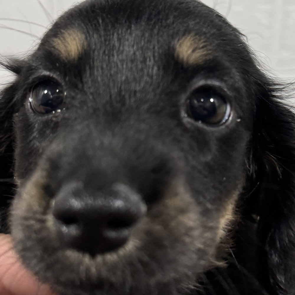 兵庫県のミニチュアダックスフンド(ロング) (犬の家＆猫の里ニッケパークタウン加古川店/2025年9月3日生まれ/男の子/ブラックイエロー)の子犬の1枚目の画像