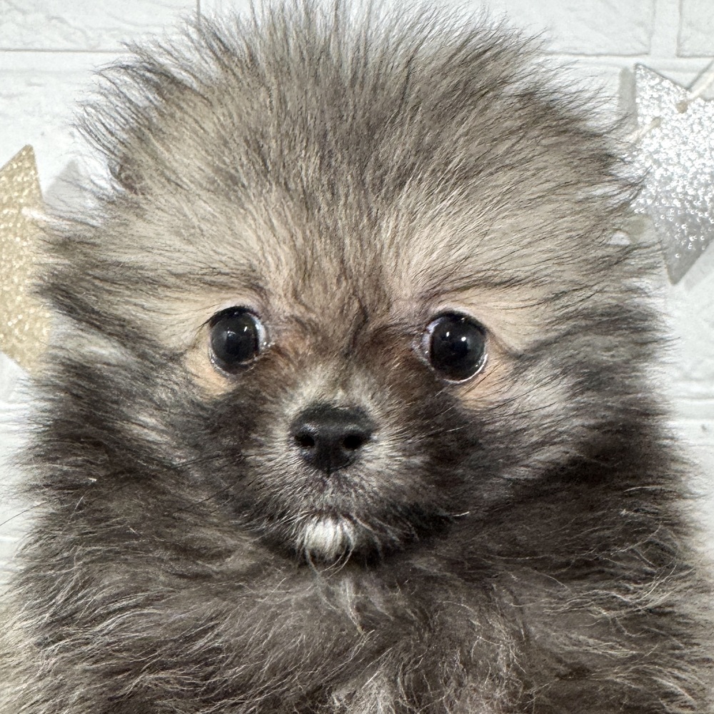 兵庫県のポメラニアン (犬の家＆猫の里ニッケパークタウン加古川店/2025年9月3日生まれ/男の子/ウルフセーブル)の子犬の1枚目の画像