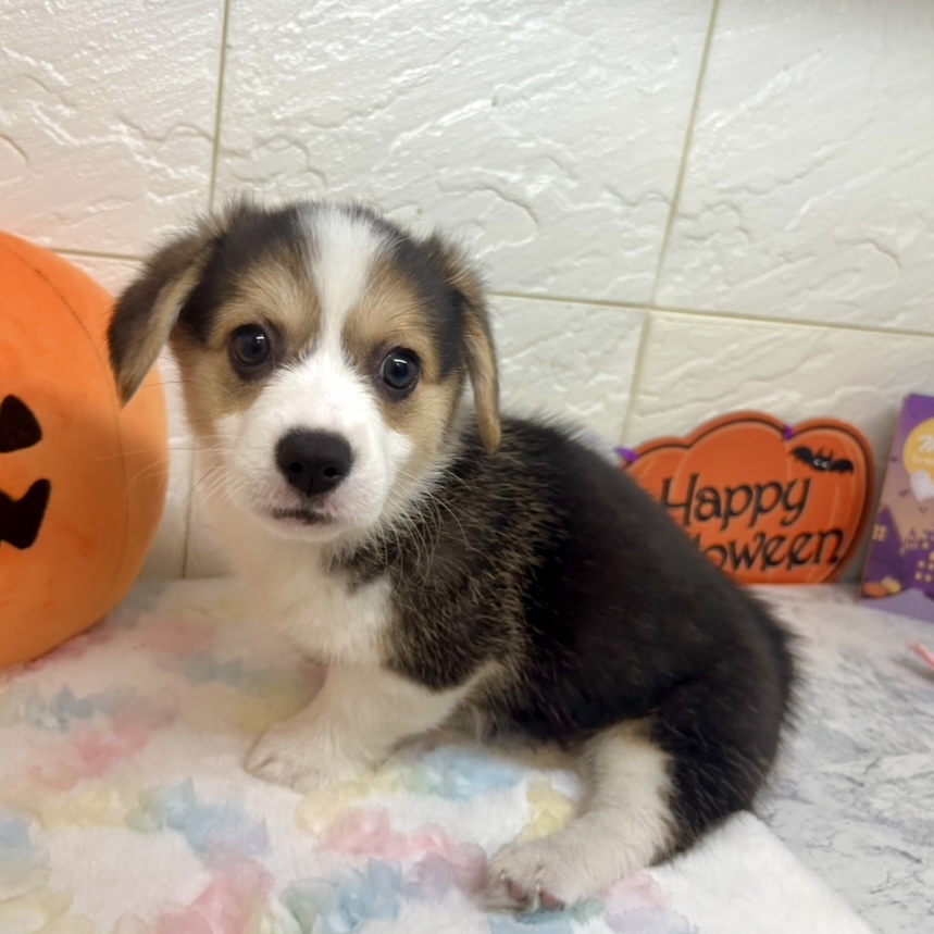 兵庫県のウェルシュコーギーペンブローク (犬の家＆猫の里ゆめタウン姫路店/2025年8月26日生まれ/女の子/ブラックタンホワイト)の子犬の1枚目の画像