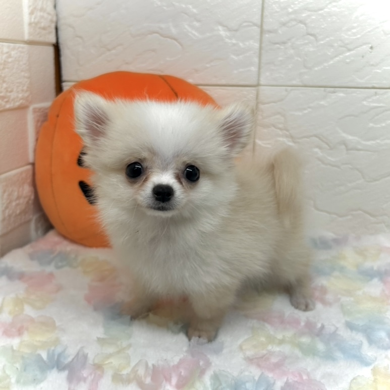 兵庫県のポメチワ/チワポメ/ポメチー(ポメラニアン×チワワ) (犬の家＆猫の里ゆめタウン姫路店/2025年8月9日生まれ/女の子/クリームホワイト)の子犬の2枚目の画像