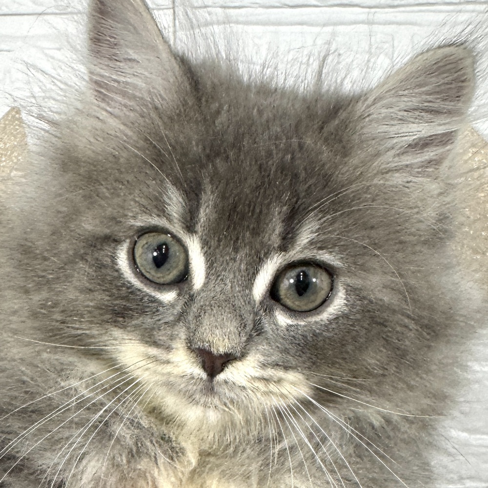 兵庫県のサイベリアン (犬の家＆猫の里ニッケパークタウン加古川店/2025年9月5日生まれ/女の子/ブルータビーホワイト)の子猫の1枚目の画像