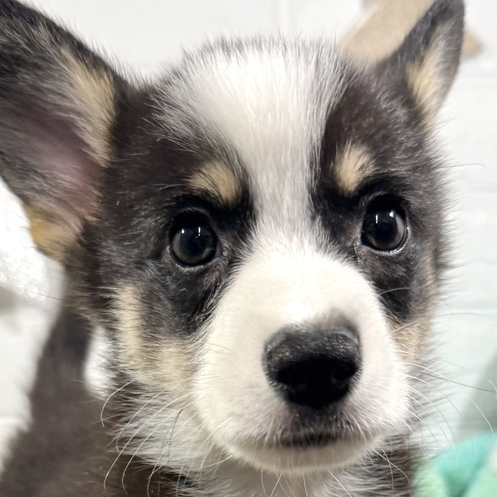 兵庫県のウェルシュコーギーペンブローク (犬の家＆猫の里ニッケパークタウン加古川店/2025年9月4日生まれ/男の子/ブラックタンホワイト)の子犬