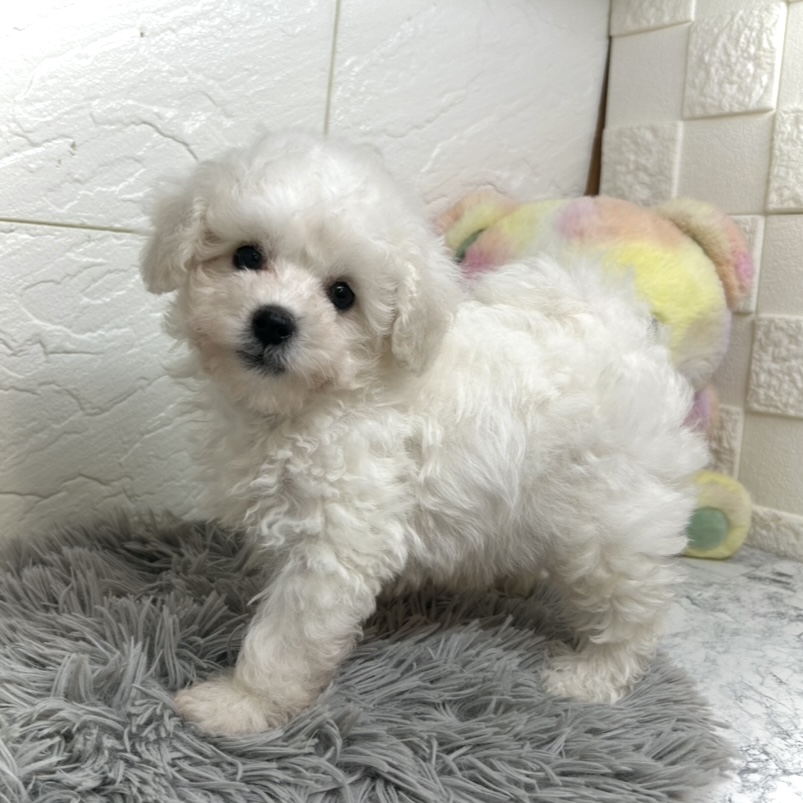 兵庫県のビションプー(ビションフリーゼ×プードル) (犬の家＆猫の里ゆめタウン姫路店/2025年6月17日生まれ/男の子/ホワイト)の子犬の1枚目の画像
